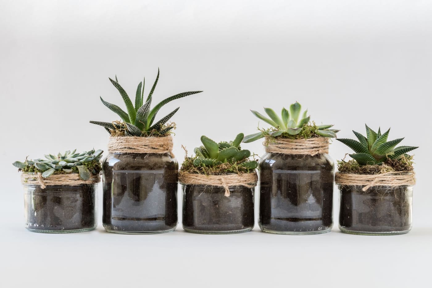 A row of small succulent plants growing in glass jars against a white background